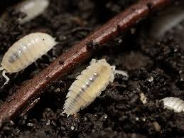 Image result for Isoberlinia tomentosa