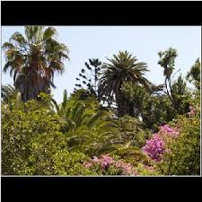 Der botanische garten des kit. Lissabon Botanischer Garten Jardim Botanico Da Ajuda