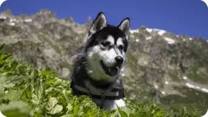 However, i've sold my home and am very limited on what i. Top 7 Best Husky Breeders In Minnesota Mn State 2021 Wowpooch