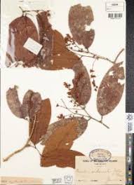 Image result for Crudia