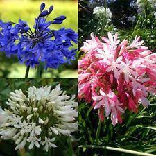 25 Agapanthus Blue Lily Of The Nile Flower Seeds Perennial Flower Seeds African Lily Agapanthus Blue