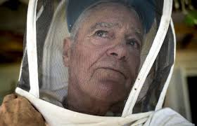 Arizona honeybees making a comeback