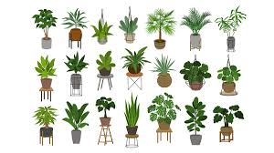 Send flowers and gifts to family and friends in the uk. Bbc Radio 4 Radio 4 In Four Wellbeing And Air Purifying The Truth About Houseplants