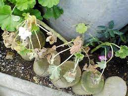 植え替えたゼラニウム 復活するか 枯れるか モールスキンとめぐる冒険 楽天ブログ