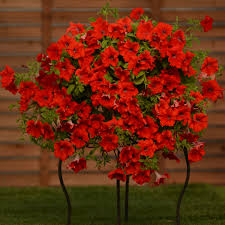 We did not find results for: Petunia Surfinia Trailing Red Rev Up Your Reds With The New Surfinia Trailing Red Petunia From Suntory Flowers These Plants Red Petunias Beautiful Flowers