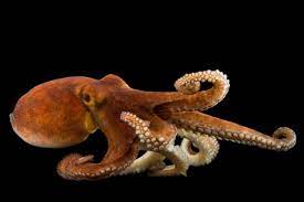 Common Octopus National Geographic Common Octopus Octopus Types Of Octopus