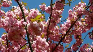 We did not find results for: Blossom Tree Oregon Usa 5k Stock Video 416 080 455 Framepool Stock Footage
