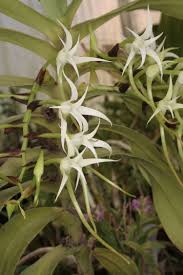 Image result for Cyrtorchis neglecta