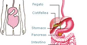 Sono 32 negli adulti e 20 nei bambini, hanno funzione meccanica. Ripasso Facile Riassunto Apparato Digerente