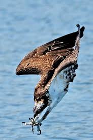 Birds Of Prey Pictures Osprey Birds Of Prey Pinterest Birds Of Prey Bird Photography Osprey Bird