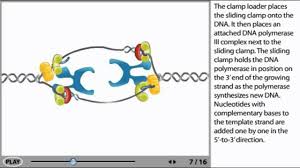 Dna Replication Animation Initiation Elongation And Termination Youtube