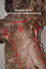 Note that different different dogs can have different cuts for different styles or looks. How To Clip Your Labradoodle Part 1 Northwest Australian Labradoodles S Blog