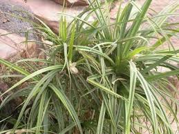 Image result for Pandanus candelabrum