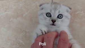 Pro Line Kedi Kumu Inceleme Toz Birakma Ve Topaklanma 25 Nisan 2020 Hatay Youtube