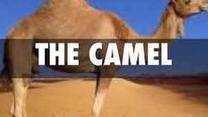 Visit business insider's homepage for more stories. Adaptations Of The Camels Desert Animals For Kids Youtube