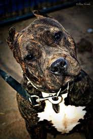 Pretty Brindle Pitbull Terrier Pitbulls Bull Terrier