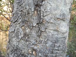 Image result for Scolopia zeyheri