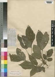 Image result for Allophylus ferrugineus