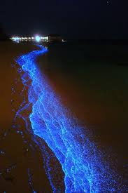 The sea sparkle is expected to remain visible along almost the entirety of the dutch coastline, provided that the weather stays the same. Spectacular Bioluminescent Beaches Look Like Starry Skies Maldives Beach Places To Travel Travel