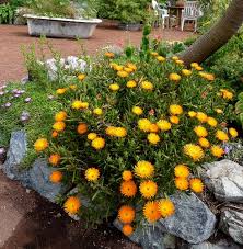 Image result for Lampranthus