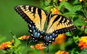 Maybe you would like to learn more about one of these? Black And Yellow Butterfly Meaning