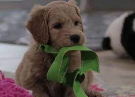 Buy Cheap Goldendoodle Puppies For Sale Near Me Goldendoodle Puppy For Sale Goldendoodle Puppy Puppies For Sale