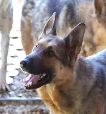 Rawlins jack charlotte, nc 28657. German Shepherd Puppies For Sale In Asheville Nc Petsidi
