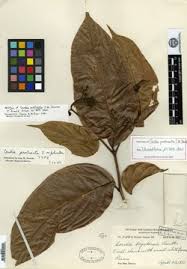 Image result for Cordia torrei