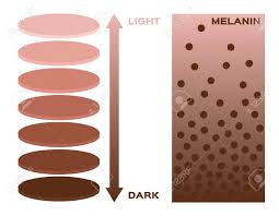 Skin Color And Melanin Index Infographic Vector 3 Chart