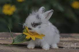 Join imgur emerald to award accolades! Bunny Eating A Flower Photograph By Russell Myrman