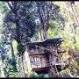 Jungle Jive Tree House Munnar from m.facebook.com