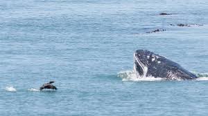 Avila beach whale watching offers the best whale and dolphin watching boat tours in california. Pismo Beach Ca Video Shows Humpback Whales Off Oceano Dunes San Luis Obispo Tribune