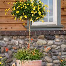 Geraniums are perennial in tropics in usda zones 9 and above and bloom a lot. Perfect Container Plants For Hot And Dry Zones