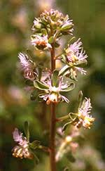 Image result for Resedaceae