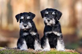 ten things you need to know about the miniature schnauzer before you buy one pets4homes schnauzer breed miniature schnauzer puppies most popular dog breeds