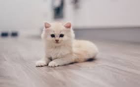 Kittens should start getting vaccinations when they are 6 to 8 weeks old until they are about 16 weeks old. Vaccines For Cats Vca Animal Hospital