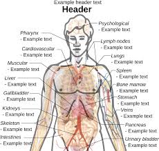 #bodypartsdrawing how to draw human body parts step by step| simple diagram of human body part. Download Body Parts Of Man Diagram Study Photo Gallery On Website Full Size Png Image Pngkit