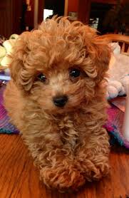 Get a boxer, husky red poodle in dogs & puppies for rehoming in ontario. Pin By D Lyrie Peralta On Everything Toy Poodle Puppies Poodle Puppy Toy Poodle