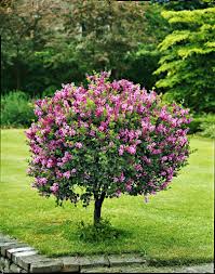 Blomstrende Traer Hage Busker Hage Tre Hage Inspirasjon