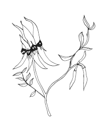 Assignment 3 Book Cover Drawing 1 Sturt S Desert Pea Australian Wildflowers Australian Flowers Flower Art