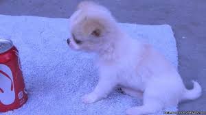 He is registered with both the akc and ukc. Designer Mix Toy 2nd Generation Chihuahua Japanese Chin Chin Wa Puppies Puppy Price 475 For Sale In Metairie Louisiana Best Pets Online