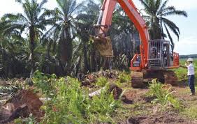 Maybe you would like to learn more about one of these? Sk Dirjen Perkebunan Soal Replanting Sawit Sudah Terbit