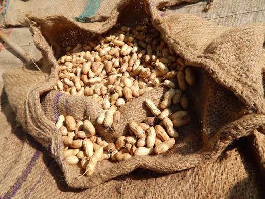 hình ảnh : thực vật, Gỗ, món ăn, Sản xuất, mùa vụ, nâu, Nông nghiệp, bao, đậu phụng, thực vật có hoa, Đay, Túi đay, Gia đình cỏ, Nhà máy đất, Túi