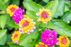 The levels of humidity and heat south florida vines are an exuberant mix of spectacular flowers for summer or winter bloom. Lantana Plants Care And Growing Guide