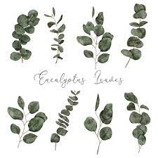 Hand Painted Eucalyptus Leaves