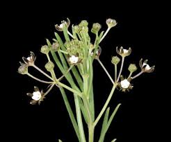 Image result for Aspidoglossum interruptum