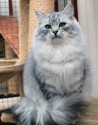 Pin On Chat Siberien