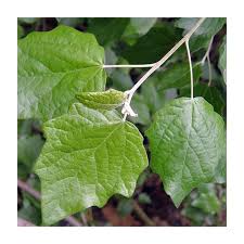 Image result for Populus ×  canescens