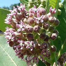 Common Milkweed Asclepias Syriaca Seed Milkweed Asclepias Pollinator Garden
