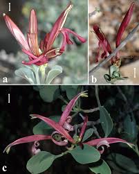 Image result for Anisotes formosissimus